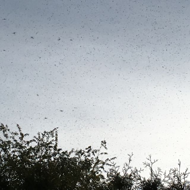 luften full av insekter