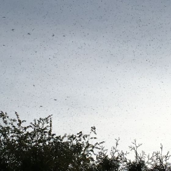 luften full av insekter