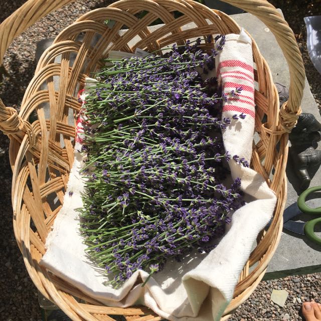 skördad lavendel