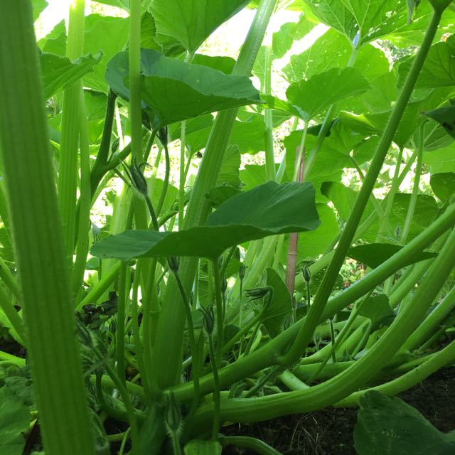 BlueHubbard underifrån, blad