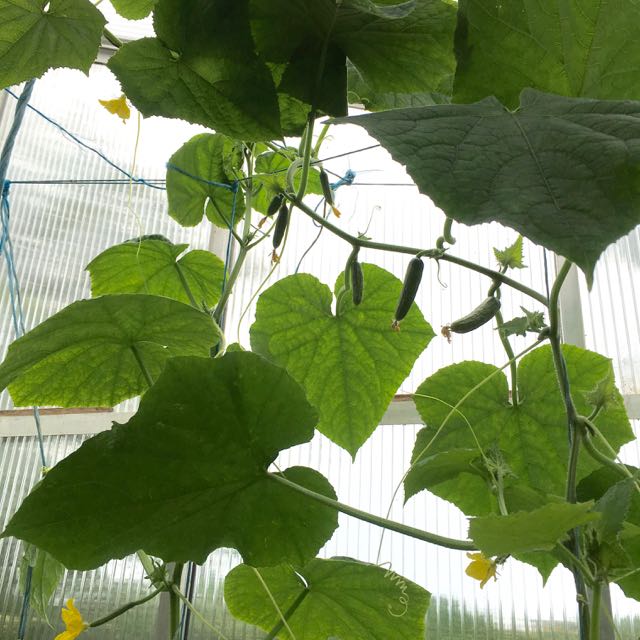 minigurka på tillväxt