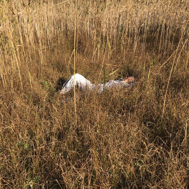 ligga i gräset