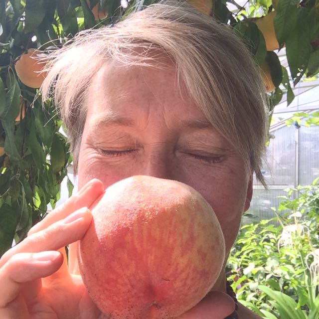 Persika, egen odling,BLADHträdgård