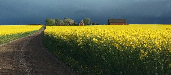 försommar väg med rapsfält