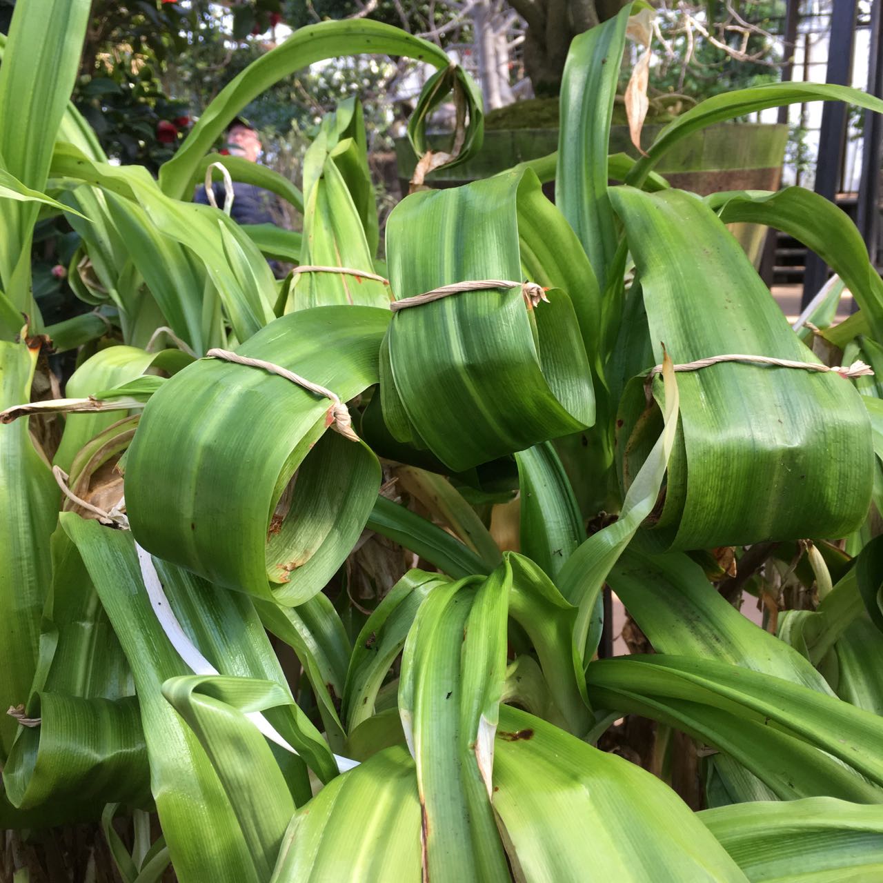 upprullade blad, Gunillaberg