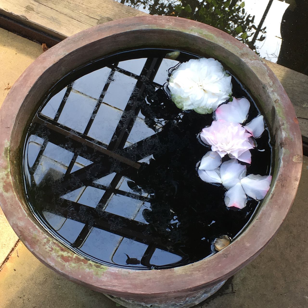 Camelior i vattenspegel