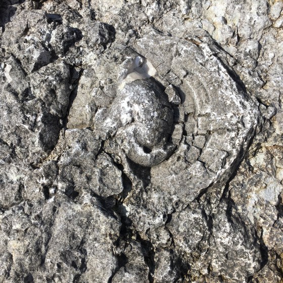 Fossil, Fårö