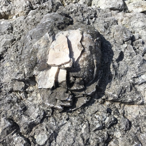 Fossil Fårö