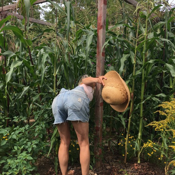 Titta in i majsfältet