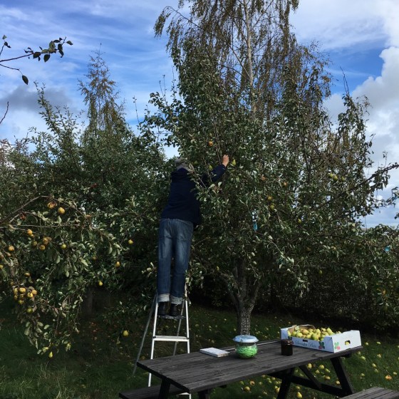 Rurik plockar äpple