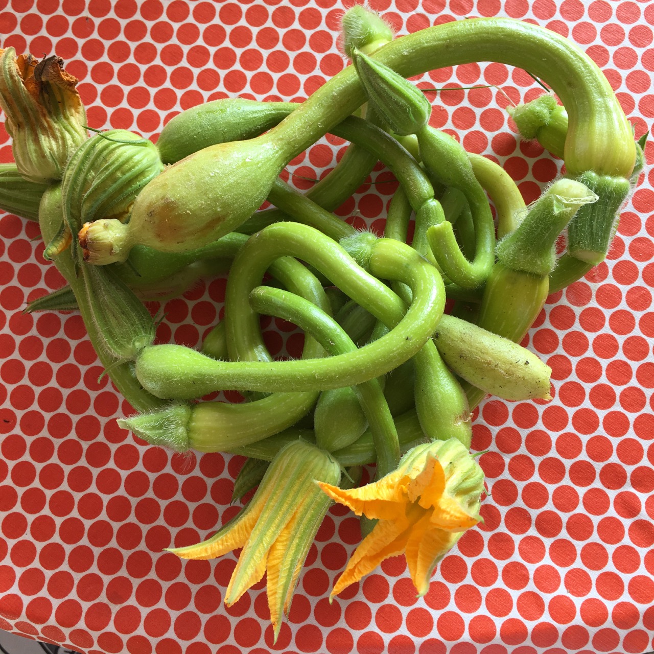 små kart, squash, med blomma
