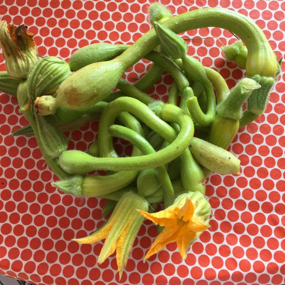 små kart, squash, med blomma