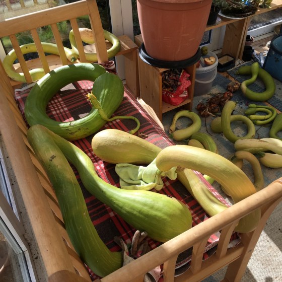 Pumpor Crooket Neck, skördade