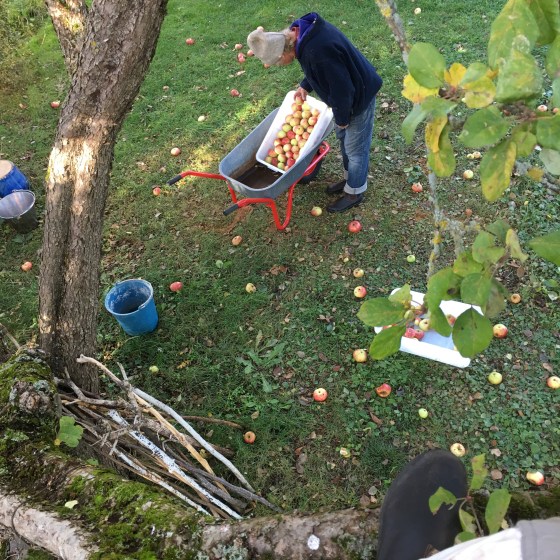 Äppelplockning