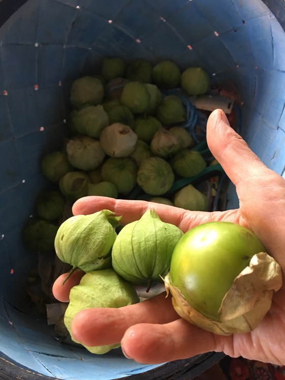 Tomatillo