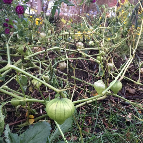 Tomatillo, på planta