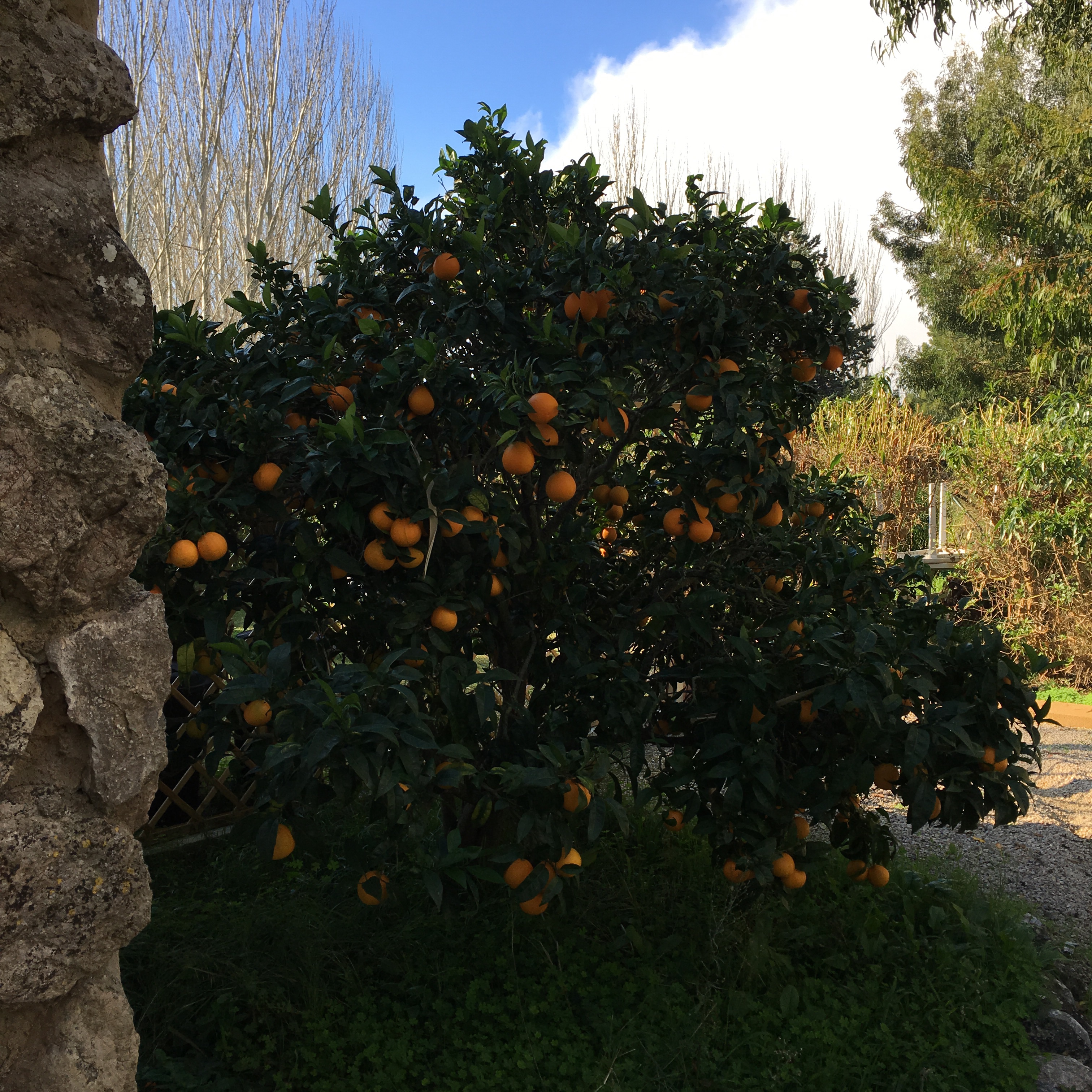 Apelsinträd