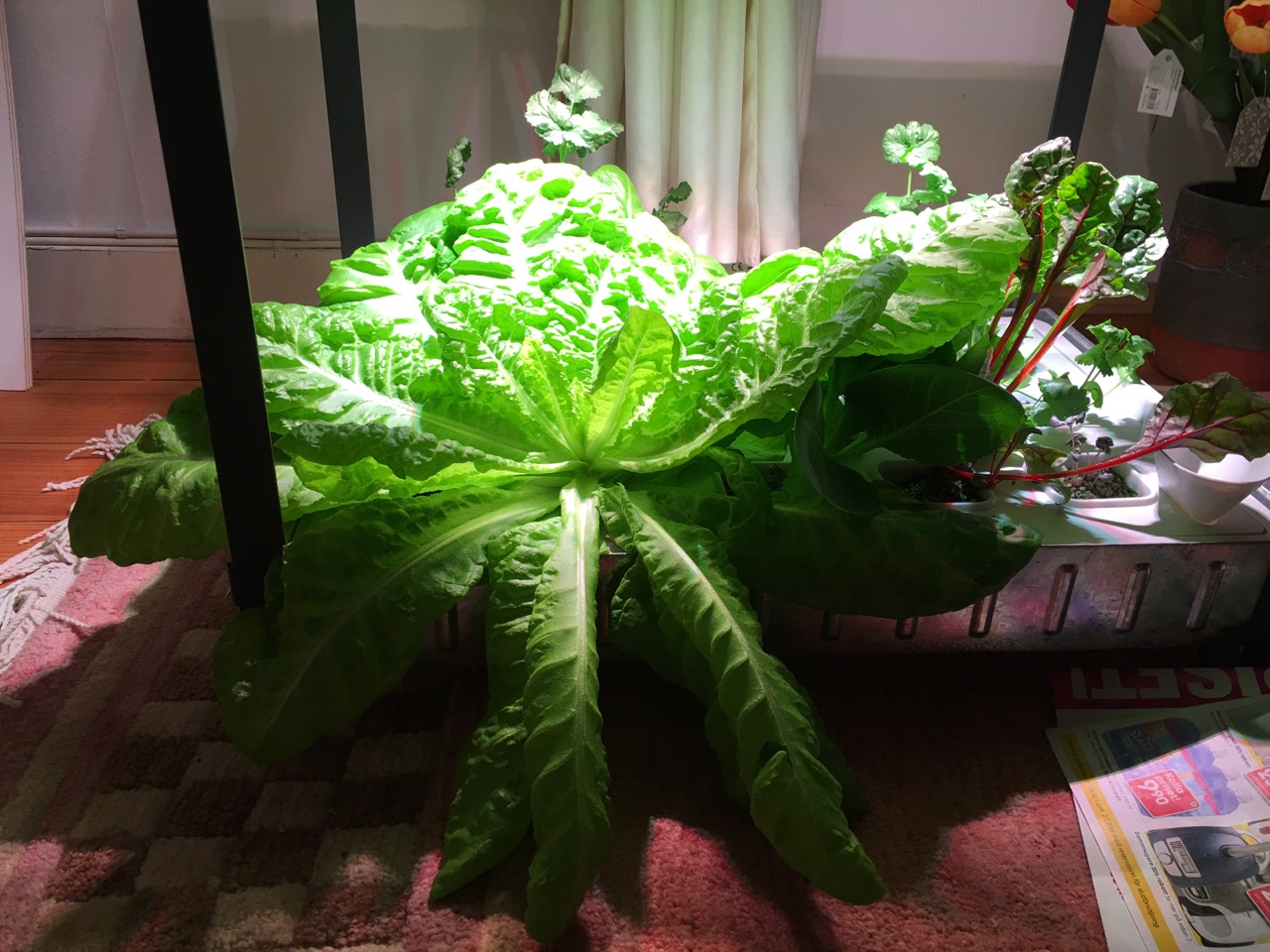 salladen i växtmöbeln, ILKEA