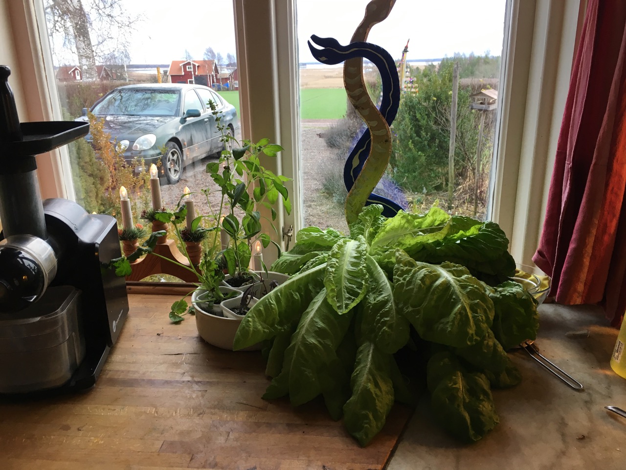 sallad växer på köksbänk