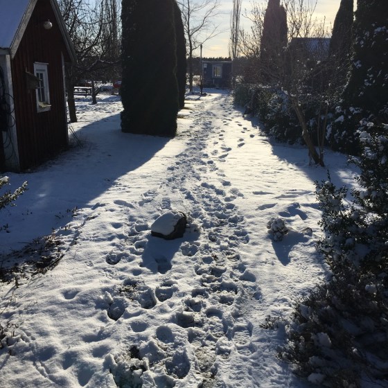 spår i snö