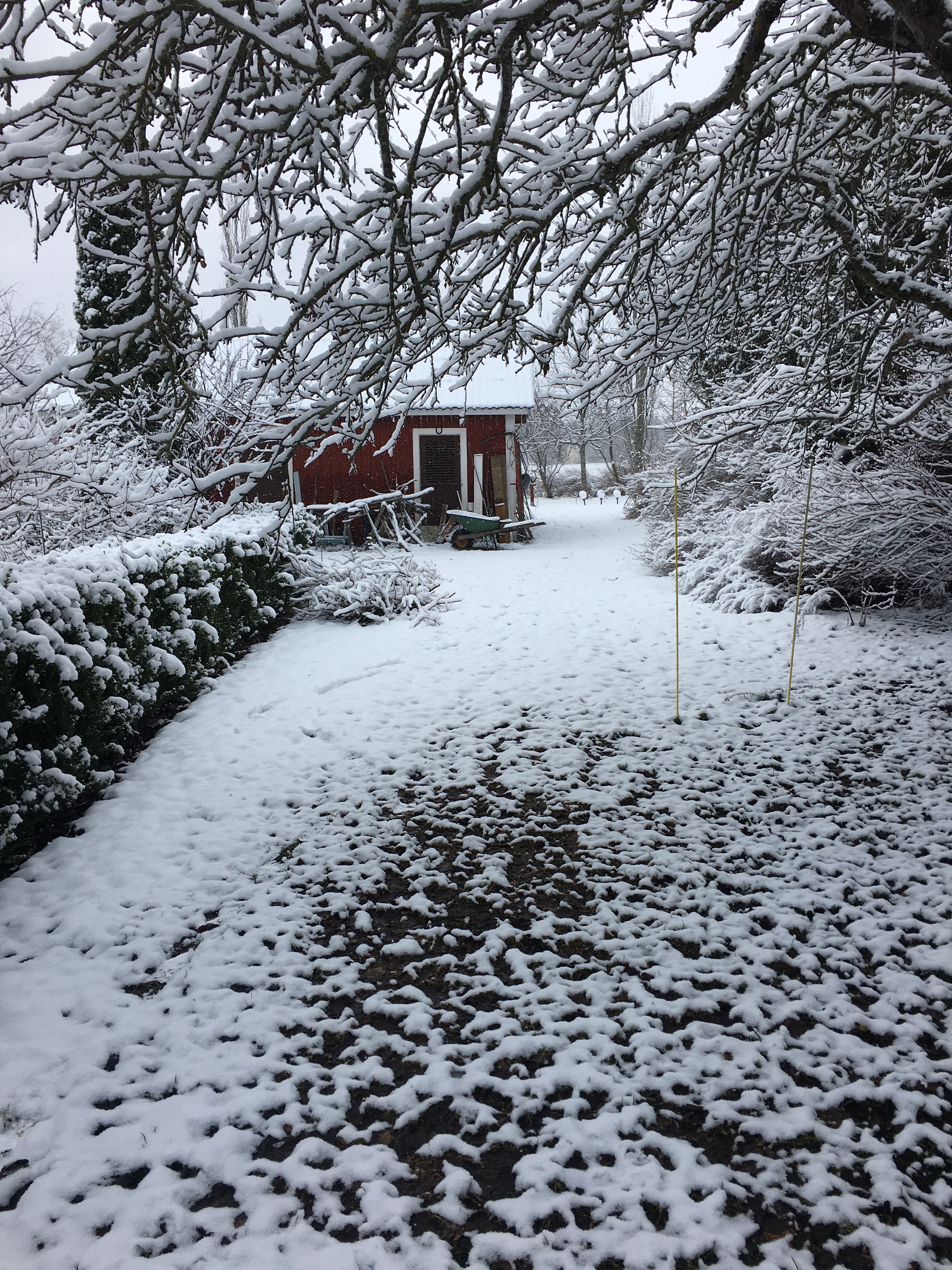 Snö i trädgården