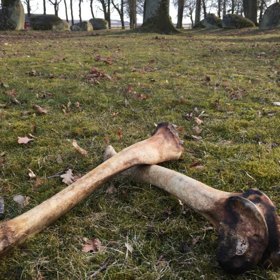 Kraft-ben, domarring