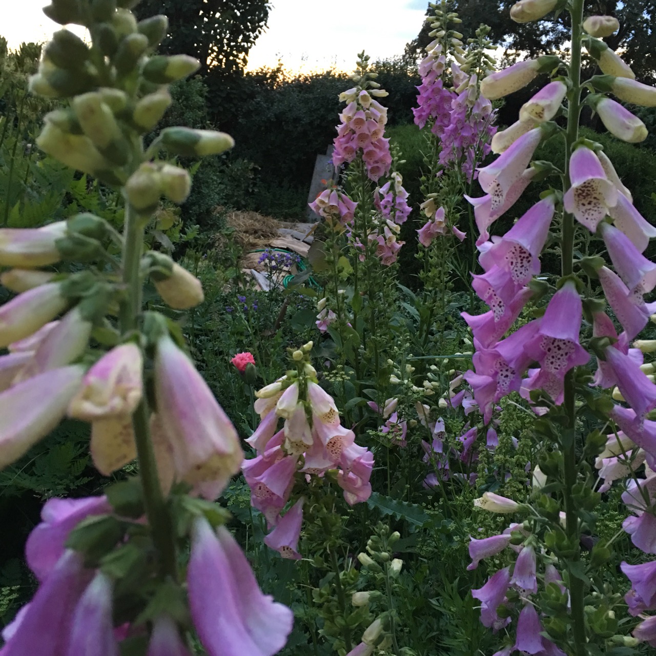 Digitalis