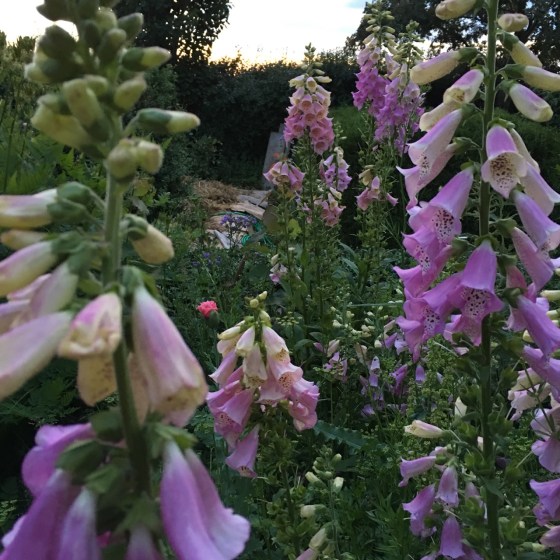 Digitalis