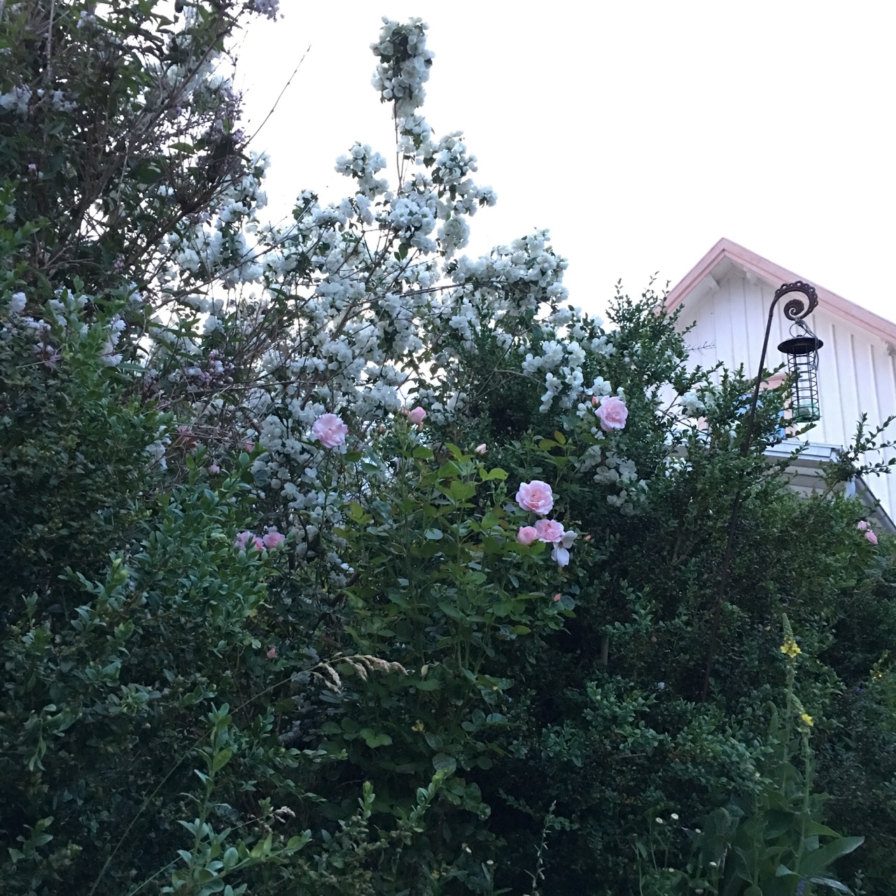 jasmin och Astridros