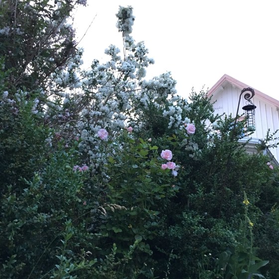 jasmin och Astridros