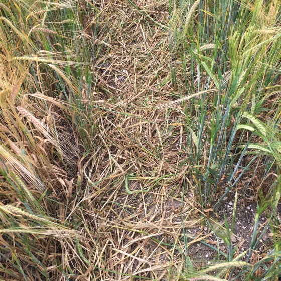 traktorspår i säden