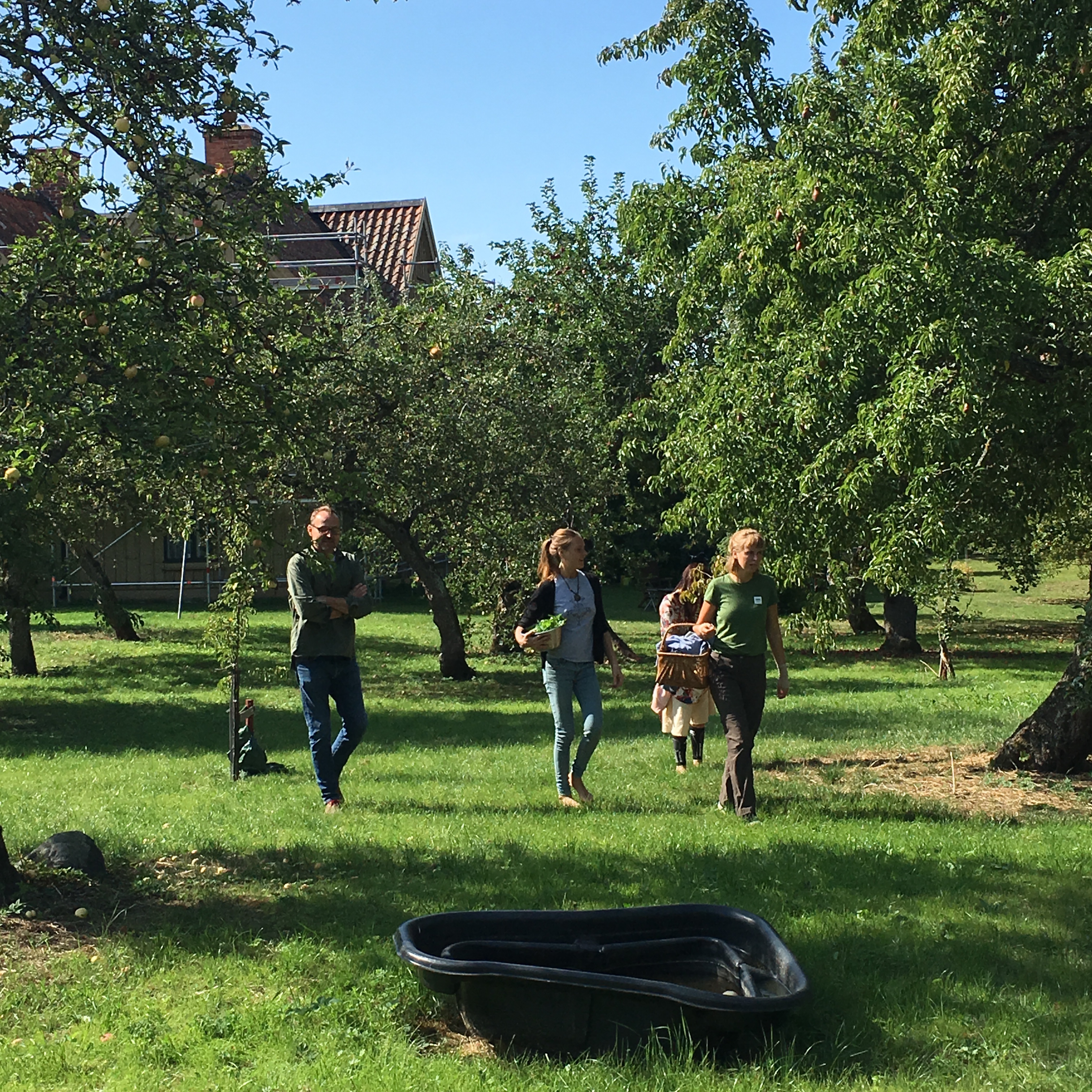 Klosterträdgård, plocka