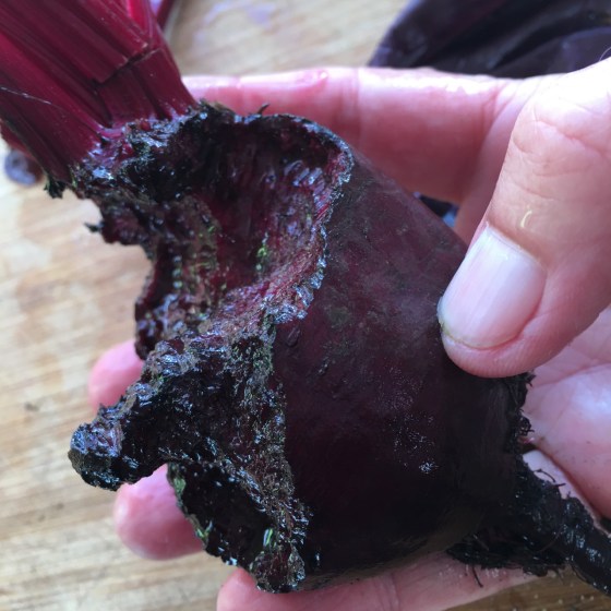 höstmus på rödbeta