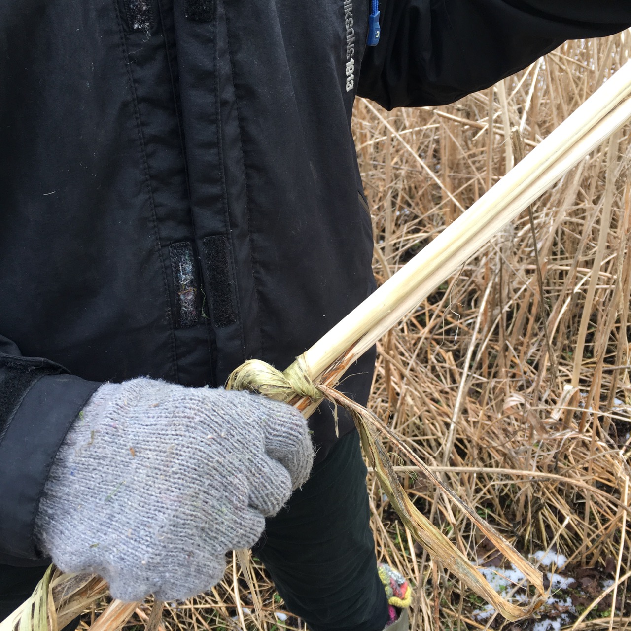 vinterhampa, torra pinnar