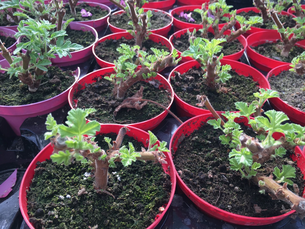 vältrimmad doftpelargon