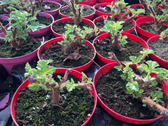 vältrimmad doftpelargon