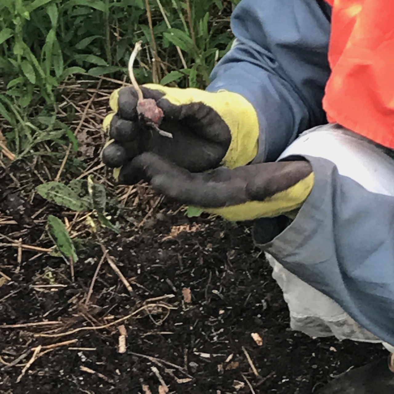 Yaconknöl för sättning