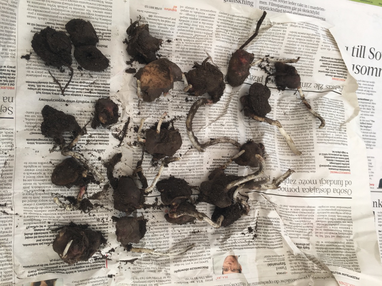 Yacon, knölar bestälda