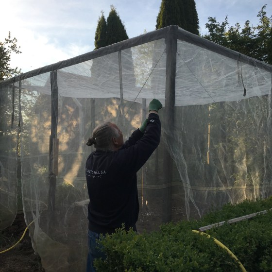 Rurik drar på väven till kålhuset.