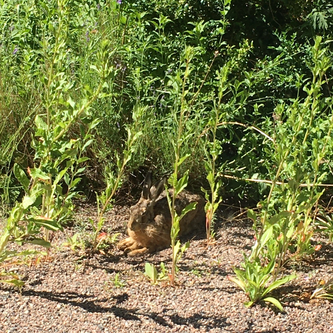Haren betraktar vårt hus