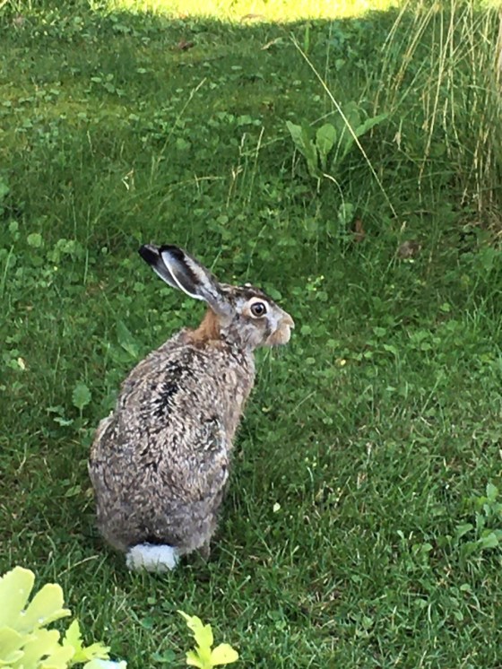 vår hare